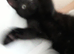 Beautiful black female kitten