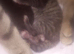 STUNNING ORIENTAL BENGAL HYBRID KITTENS 2 GIRLS 1 BOY RARE COATS BOTH PARENTS CAN BE SEEN READY DECEMBER