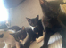 Mixed pattern tuxedo kitties