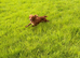 Lovely female spaniel