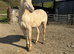 Section D Type Stallion