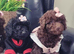 Adorable Miniature female poodle puppie