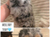 Cockapoo puppies