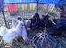 Silkie pullets and cockerals for sale