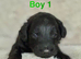Exceptional F1bbb Bordoodle Puppies – 5-Generation Known History & Hypoallergenic