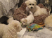 Full Bichon Frise Puppies 2 x boys 2 x girls