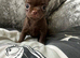 Dark chocolate male chihuahua ready now