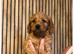 Cockerpoo puppies for sale