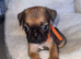 Frug puppies
