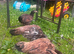Asil pullets 5 month old.