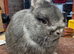 2 female & 1 male Netherland dwarf