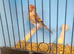 Goldfinch crossed with Satinette Mule