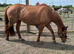 Warm blood mare