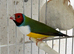Gouldian Finches for sale