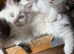 Stunning kittens looking for their forever homes
