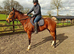 15.2hh mare