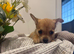 Adorable long haired puppy chihuahua girl