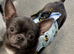 Kc registered male long coat chihuahuas.