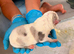 Stunning Cane Corso Puppoies for Sale