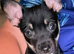 9 week old jack russell cross Chihuahua