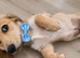 Long haired miniature cream dachshund puppy