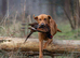 Fox Red Labrador Stud dog