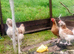 Two beautiful Salmon Faverolle Hens Rare Heritage Breed