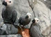 Handreared Baby Friendly Super Tame Cuddly African Grey Parrot,7
