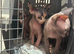 Sphynx kittens Ready for New home