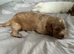 2 cocker spaniel girls