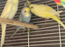 BEAUTIFUL BABY BUDGIES FOR SALE