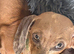 1 female cream smooth dachshund for sale