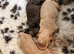 Cockapoo Puppies – Interest Being Taken