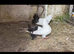Fantail pigeons
