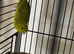 Baby parakeets