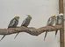 Cockatiels