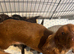 Mixed Litter of Cockapoo Puppies