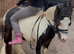 DOLLAR &ndash; RIDE & DRIVE   3-year-old Cob Stallion | 10.2hh
