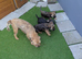 Beautiful border terrier pups