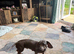 Isabella Tan Dachshund girl for sale