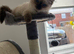 Ragdoll kitten boy