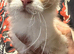 Maine Coon Boy