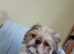 Boy Pugzu for sale