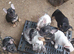 French bulldog puppies