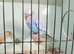 Baby Budgies £35 each