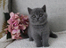 BRITISH SHORTHAIR - Full Pedigree/Registered