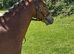 Stunning 2yo section A gelding