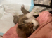 Gorgeous Shetland sheepdog puppies