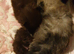 Pomeranian puppies ready end of Aug taking deposits now