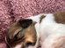 Stunning Merle Border Collie puppies for sale